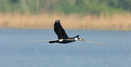 Great Cormorant, Aalscholver, Phalacrocorax carbo