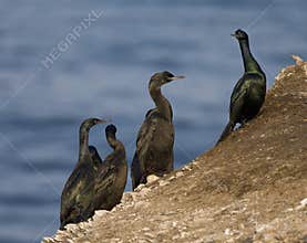 Pelagische Aalscholver, Pelagic Cormorant, Phalacrocorax pelagic