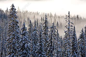 Winter mist