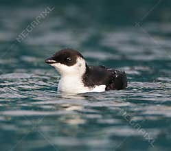 Kleine Alk, Little Auk, Alle alle