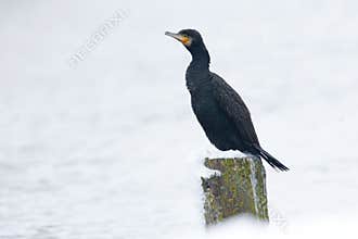 Aalscholver, Greater Cormorant, Phalacrocorax carbo