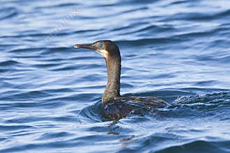 Brandts Aalscholver, Brandts Cormorant, Phalacrocorax penicillatus