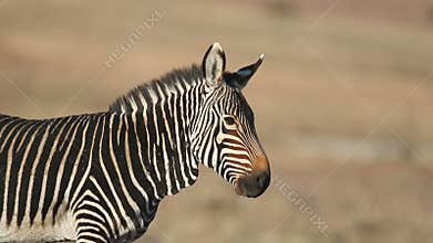 Cape mountain zebra portrait