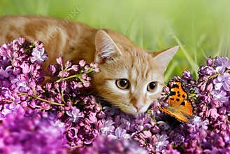 Cat with butterfly