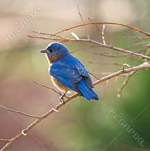 Male Eastern Bluebird