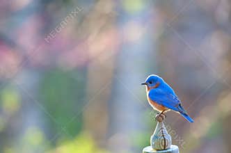 Male Eastern Bluebird