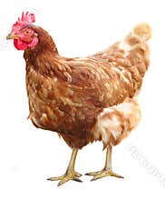 Beautiful Brown hen isolated on white background.