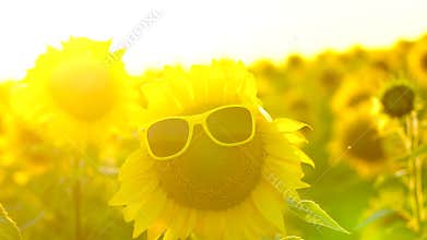 Cheerful sunflower. Happiness. Sun. Summer. Summertime.