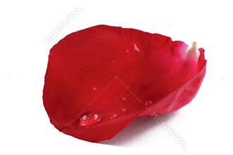 Rose petal