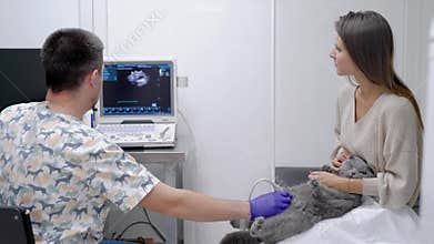 The vet does an ultrasound cat in clinic