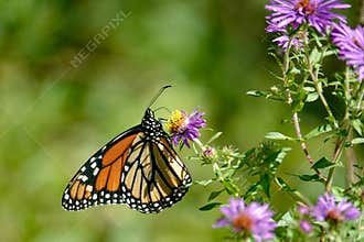 Monarch Butterfly on Wild Purple Asters