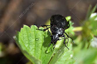 Closeup of a Bronze Carabid after rain.