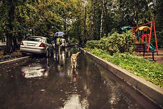 A red dog runs on a wet road in the rain