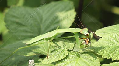 praying mantis eats a bug