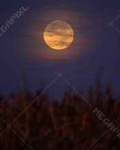 Harvest Moon