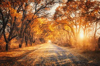 Autumn forest with country road at sunset. Trees in fall