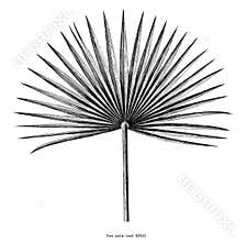 Fan palm leaf hand draw vintage engraving clip art isolated on w