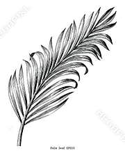 Palm leaf hand draw vintage engraving clip art isolated on white