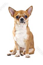 Red chihuahua sitting isolated