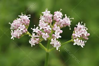 Common Valerian - Valeriana officinalis