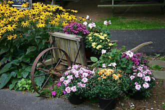 Flower Garden Display with Wheelbarrow