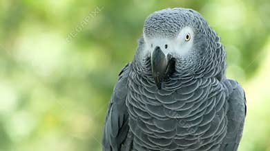 Red-tailed monogamous African Congo Grey Parrot. Companion Jaco is popular avian pet native to equatorial region.