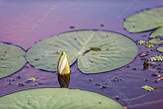 Water lily leaves and bud