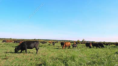 In meadow, on farm, big brown and black pedigree, breeding cows, bulls are grazing. Cattle for meat production in