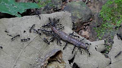 Black ant carrying earthworm in tropical rain forest.