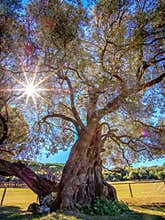 1600 year old olive tree on the beautiful Brijuni