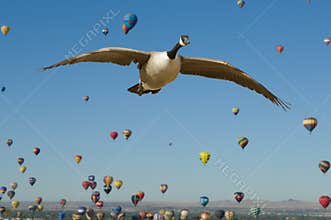 Canada Goose in Flight