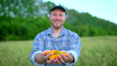Farming and cultivations. Portrait of man farmer showing vegetables, tomato, Farmer`s market, tomatoes cherry, Organic
