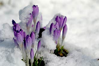 Crocus in the snow (spring)