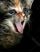 Kitten Yawning