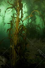 Kelp Forest Portrait