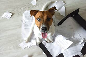 Bad dog on the torn pieces of documents