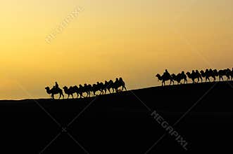 Desert dawn