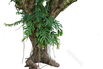 Jungle tree trunk with tropical foliage plants, climbing Monster
