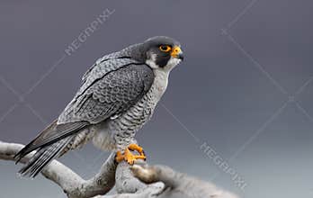 Peregrine Falcon in New Jersey