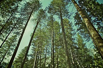 Tall Green Trees