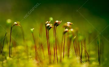 Moss Macro