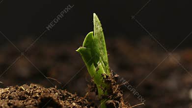 Growing pea bean at farm seeds agriculture timelapse