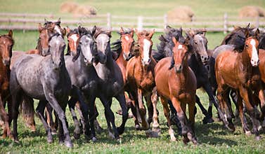 A herd of young horses