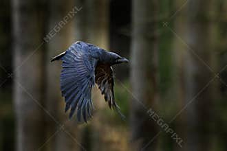 Raven in flight, Sweden. Bird in the green forest habitat. Wildlife scene from nature. Black bird raven in fly, animal behaviour.