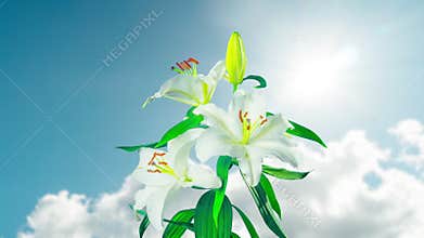 White lilies blossom, time-lapse