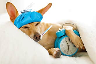 Dog sick or ill in bed