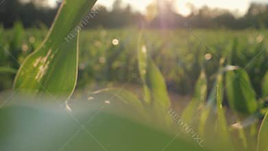 Beautiful corn field at sunset