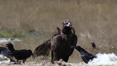 Cinereous vulture looking around