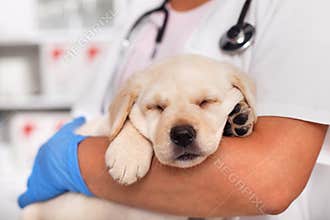 Exhausted labrador puppy dog sleeping in the arms of veterinary