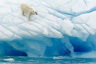 Polar Bear Balancing